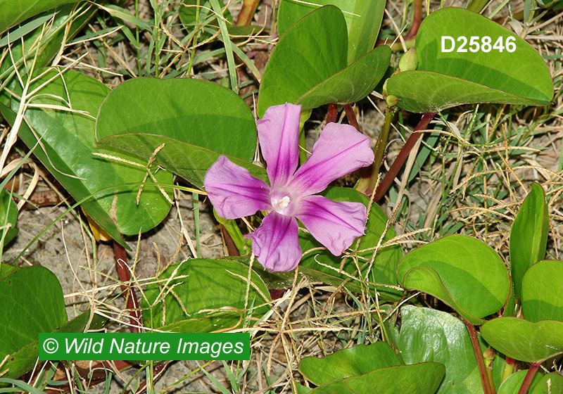 Goat’s-foot Morning-Glory (Ipomoea pes-caprae)